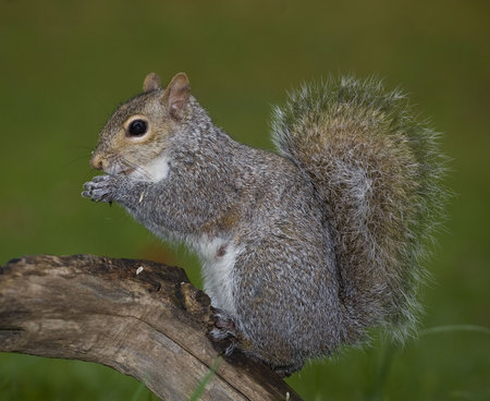 tree squirrel just after a rainstorm that is eating seeds