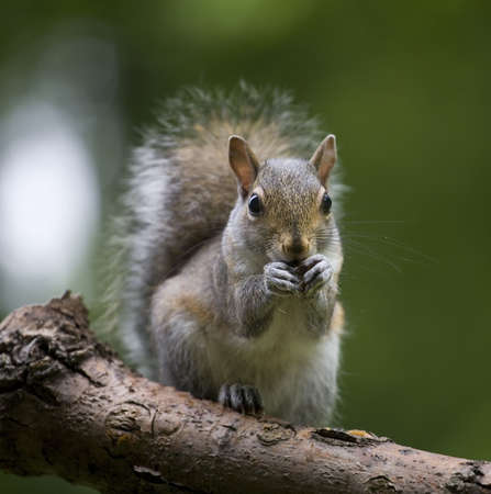 tree squirrel that looks like he is biting his nailsの写真素材