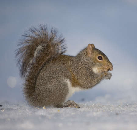 tree squirrel that is on the snow looking for foodの写真素材