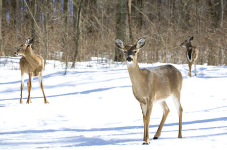 three whitetail does out on the snow near a forestの写真素材