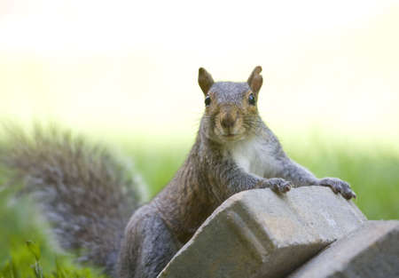 Tree squirrel that looks like it is moving bricksの写真素材