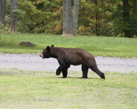 black bear that is near a dirt road in the daytimeの写真素材