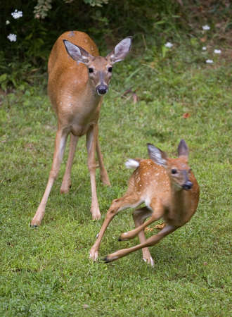 Whitetail deer fawn running away from its doe on grassの写真素材