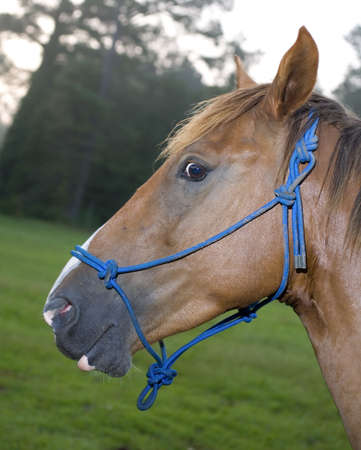 Horse that is up on a green pasture before sunriseの写真素材