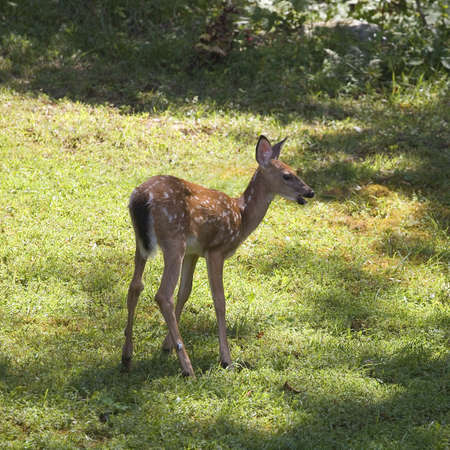 Whitetail deer fawn that is on the grass in the daytimeの写真素材