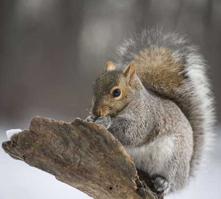 Tree squirrel on a branch shortly after a snow stormの写真素材