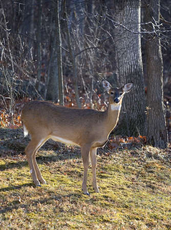 Whitetail deer doe that has just stepped out of a fall forestの写真素材