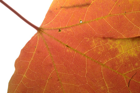 Backlit and isolated autumn leaf in bright orange and yellow