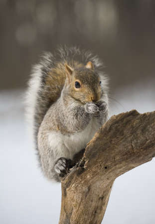 Tree squirrel after a winter snow that looks like its biting its nailsの写真素材