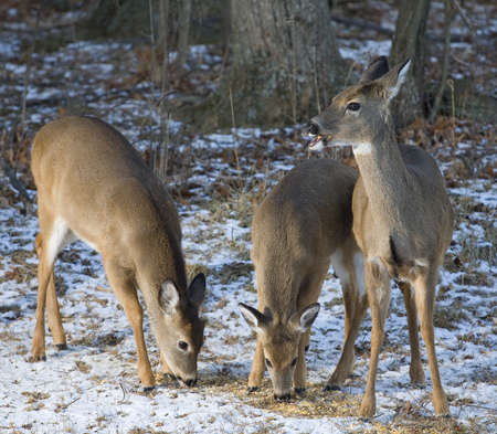 Family of whitetail deer that are eating near a snowy forestの写真素材
