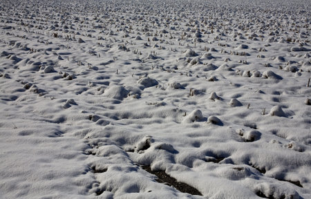 Cotton field that has been harvested covered in snow