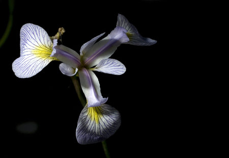 Flower on a plant that is growing in a pond