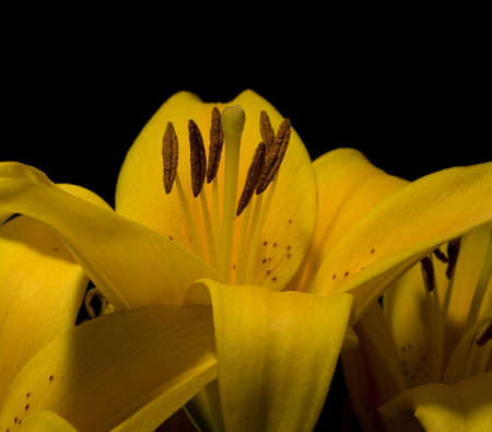 pollen pods on a yellow lilly that is in bloomの写真素材