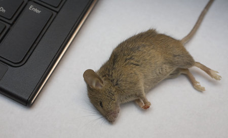 Mouse on white that is dead next to a computer keyboard