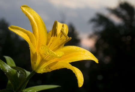 Sun setting as a wet yellow flower is in full bloomの写真素材