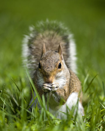 Tree squirrel that has found something to eat in the grass