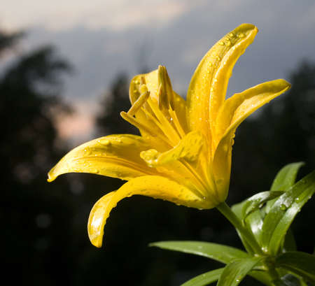 Yellow flower in bloom that is wet from rain at sunsetの写真素材