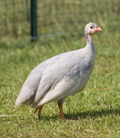 White and lavendar colored guinea hen that is on grassの写真素材