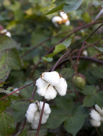 Cotton that is ripening in a green field in late summerの写真素材