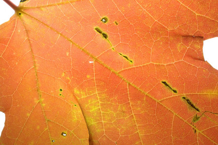 Bright orange and yellow autumn leaf that is seen up close