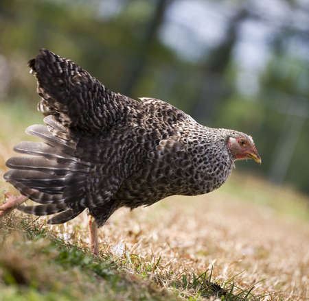 Chicken hen that is running downhill on a field of grassの写真素材