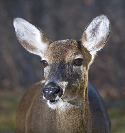 Close up of a whitetail deer with a fall forest behind