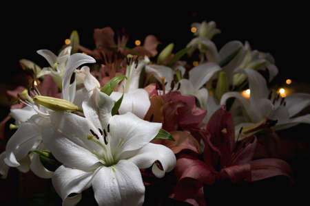 White and purple flowers in bloom with lights glowing behindの写真素材
