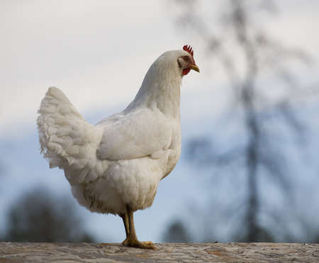 White chicken hen that looks like it is pulling guard dutyの写真素材