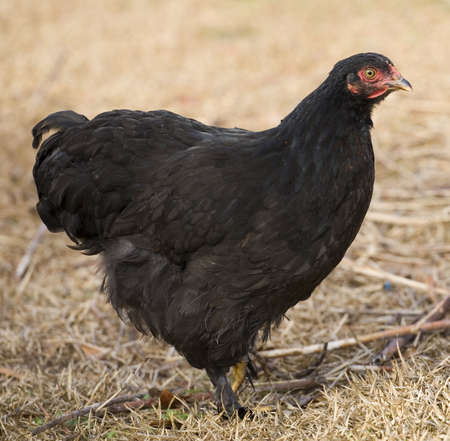 Chicken hen on dying grass that has all black feathersの写真素材