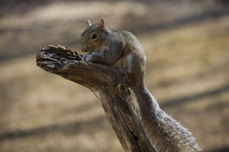 Tree squirrel on a branch gorging itself on sunflower seeds