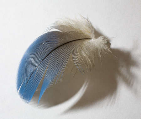 Feather that has fallen from a blue and gold parrotの写真素材
