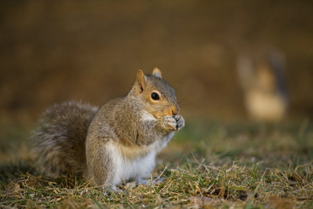 tree squirrel on the grass that looks like he's whispering something