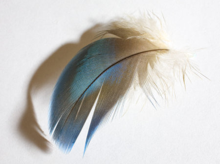 Blue and gold parrot feather on white casting a shadow