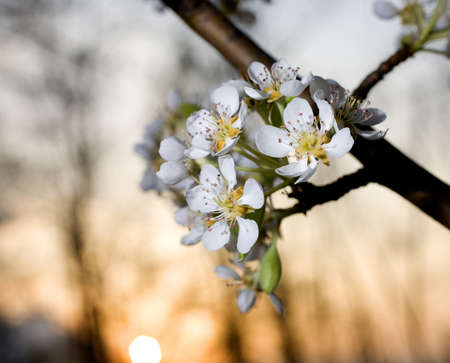 Pear tree flowers as the sun dips below the horizon behindの写真素材
