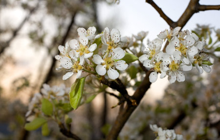 Sunset behind with a bunch of pear tree flowers in bloom