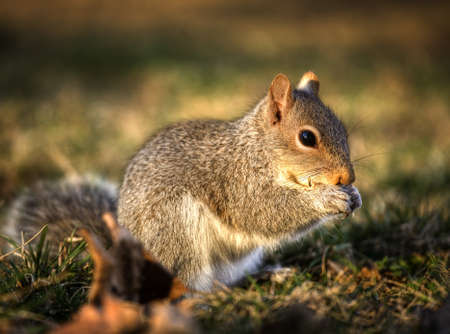 Tree squirrel on the grass that is eating seedsの写真素材