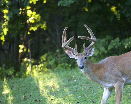 Morning sun through the forest from behind a pair of velvet antlersの写真素材