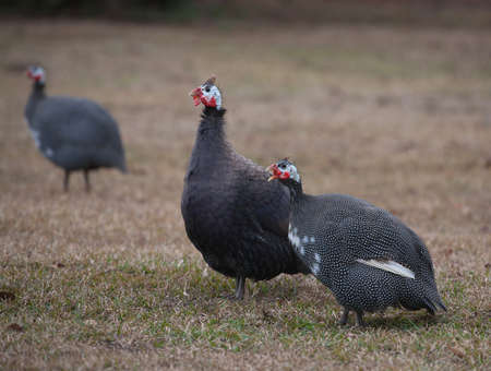 Three guinea birds that are on a green pastureの写真素材