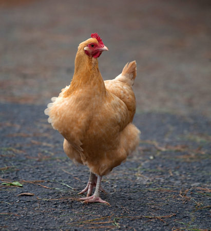 Orange chicken hen that is walking on a drivewayの写真素材