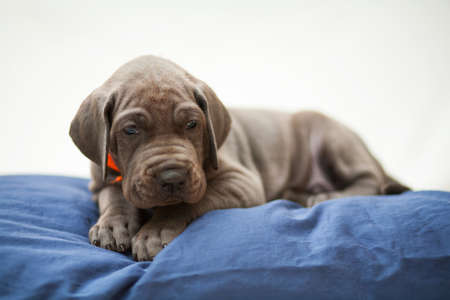 Great Dane puppy that looks like it is scared on a pillowの写真素材