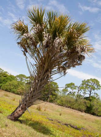 Young palm tree in a field in the middle of the dayの写真素材