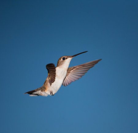 Hummingbird that is hovering across a blue sky