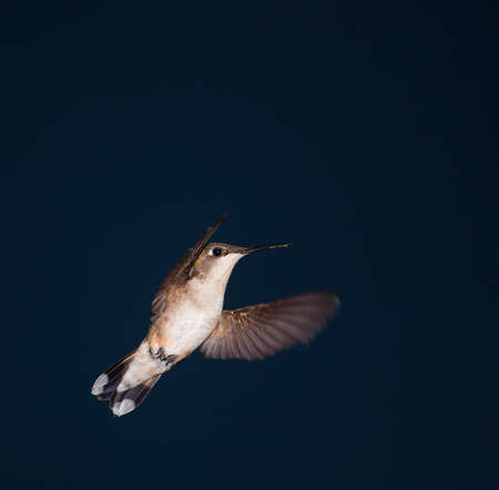 Hummingbird coming in for food just before duskの写真素材
