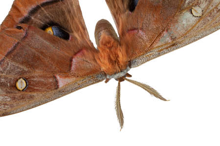 Isolated colorful moth that has a lot of color in its wingsの写真素材