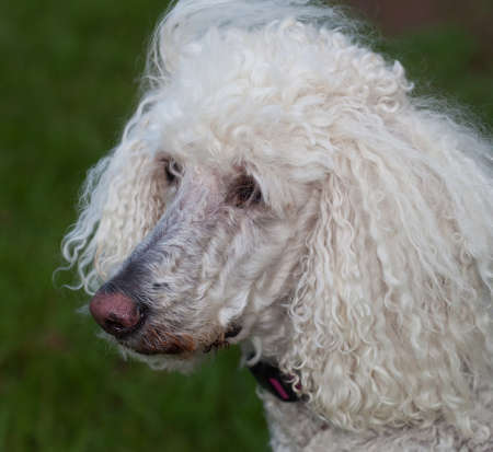 Standard white poodle that has spotted somethingの写真素材