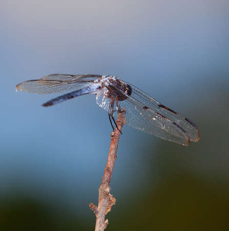 Black and white dragonfly from behind as it looks for foodの写真素材