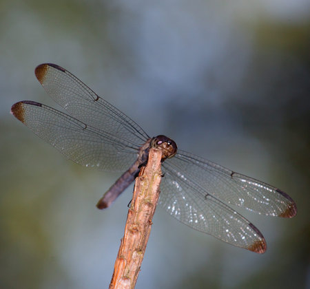 Dragonfly on a stick that looks like it is smirking