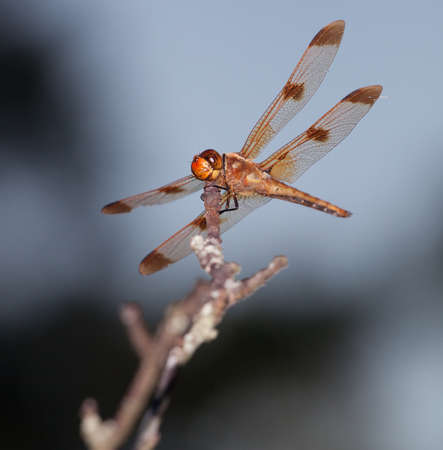 Dragonfly with an orange head and a brown bodyの写真素材