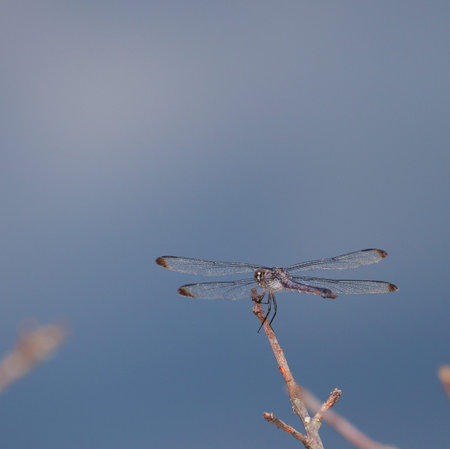Brown dragonfly that is seen from the back side