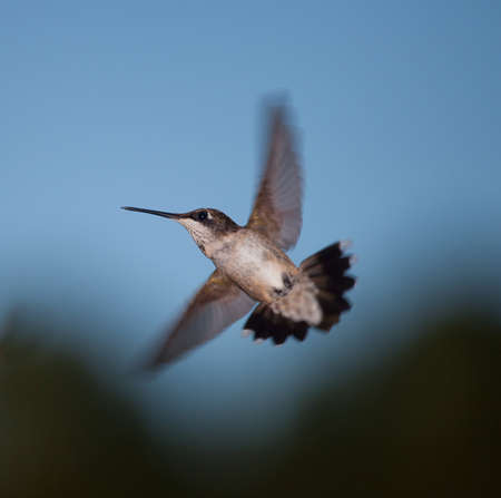Hummingbird that is making a turn in mid airの写真素材